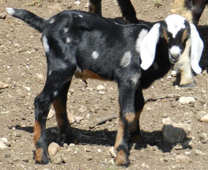 Zorro 05/18/14